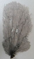 Gorgonia flabellum  4)  (Gorgonie vějířovitá)